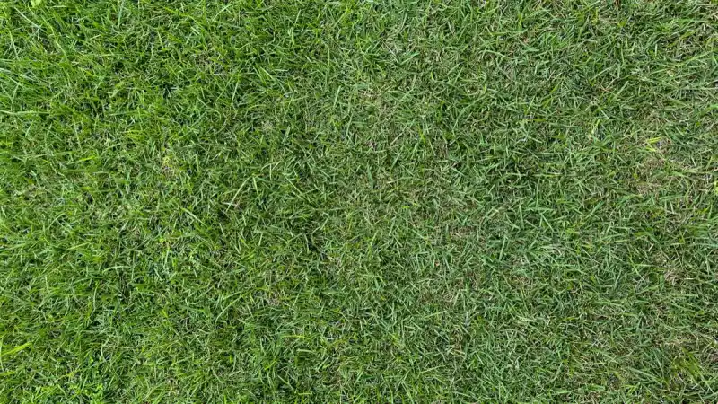New Lawn Establishment in Tallahassee, FL