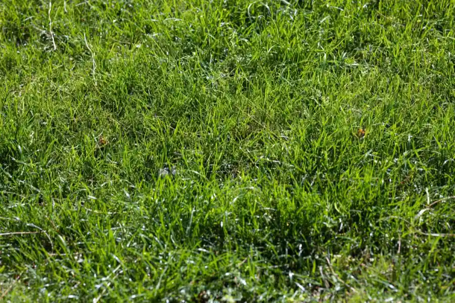 Freshly laid sod rooting into prepped soil in a Tallahassee, FL backyard