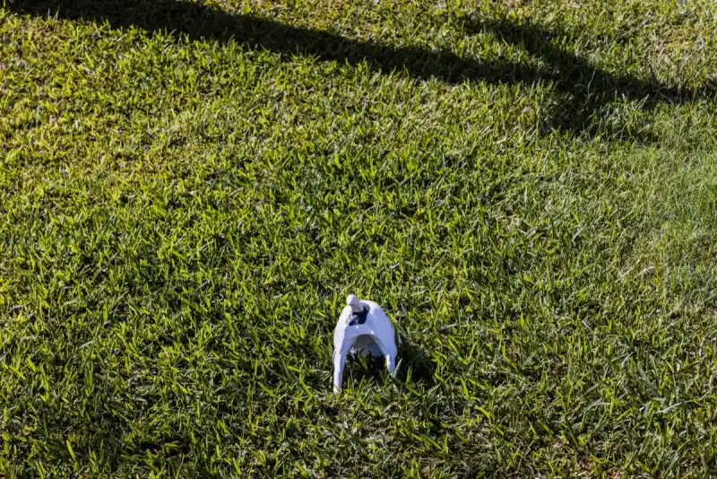 sod installation in Tallahassee, FL