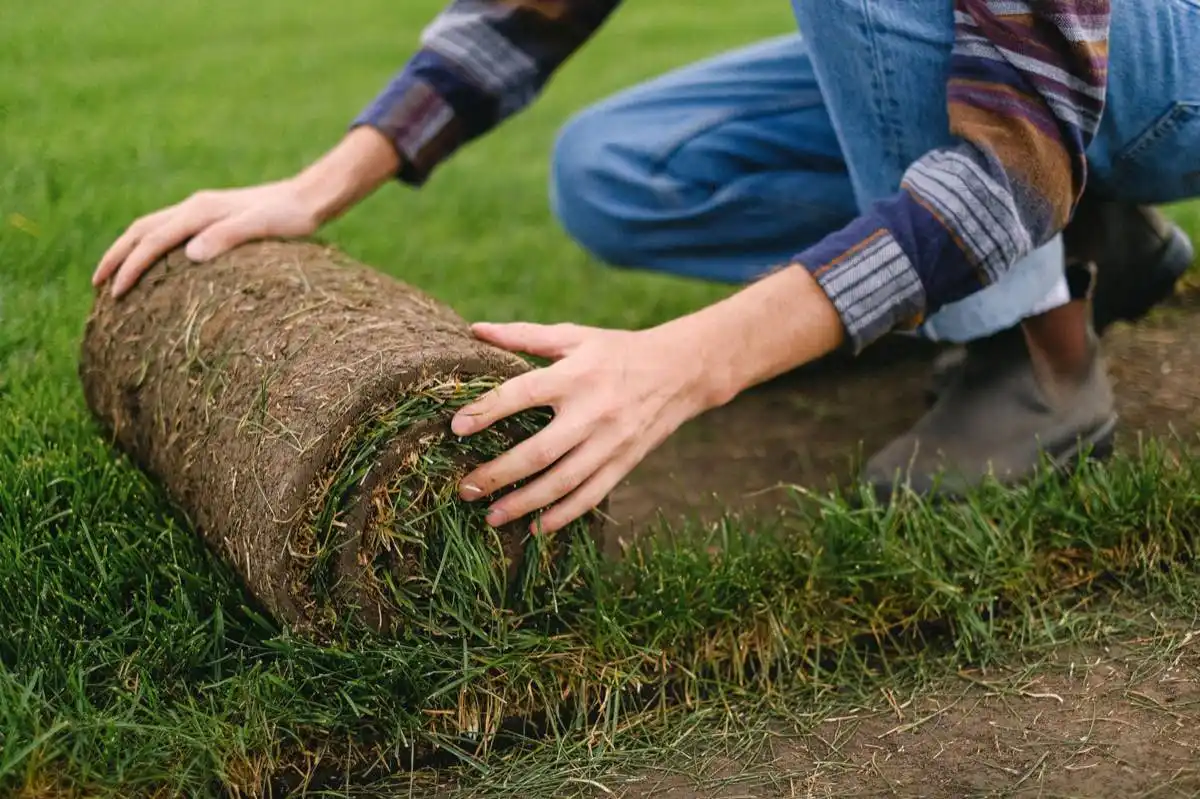 sod installation project in Tallahassee, FL — 4